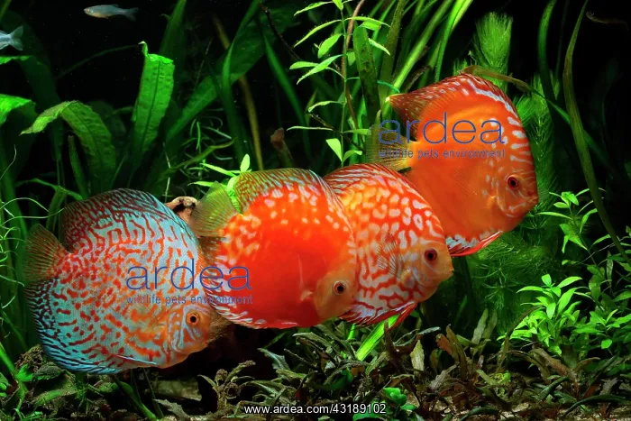 : Discus (Symphysodon aequifasciatus) red pigeon blood : Discus (Symphysodon aequifasciatus) red pigeon blood