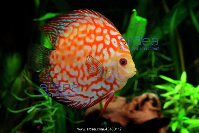 : Discus (Symphysodon aequifasciatus) red pigeon blood : Discus (Symphysodon aequifasciatus) red pigeon blood