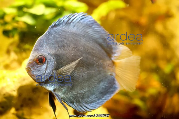 : Discus (Symphysodon) in the aquarium. Discus are f : Discus (Symphysodon) in the aquarium. Discus are f