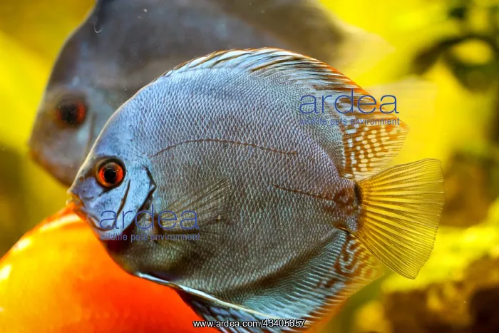 : Discus (Symphysodon) in the aquarium. Discus are f : Discus (Symphysodon) in the aquarium. Discus are f