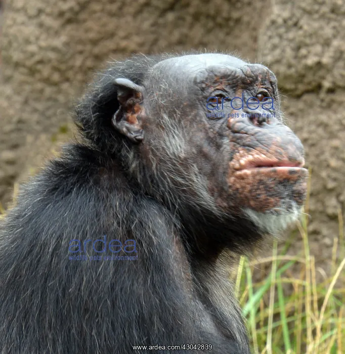 : Disdainful old Chimpanzee