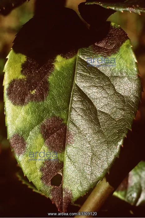 : DISEASE - Black Spot / blackspot on Rose plant : DISEASE - Black Spot / blackspot on Rose plant