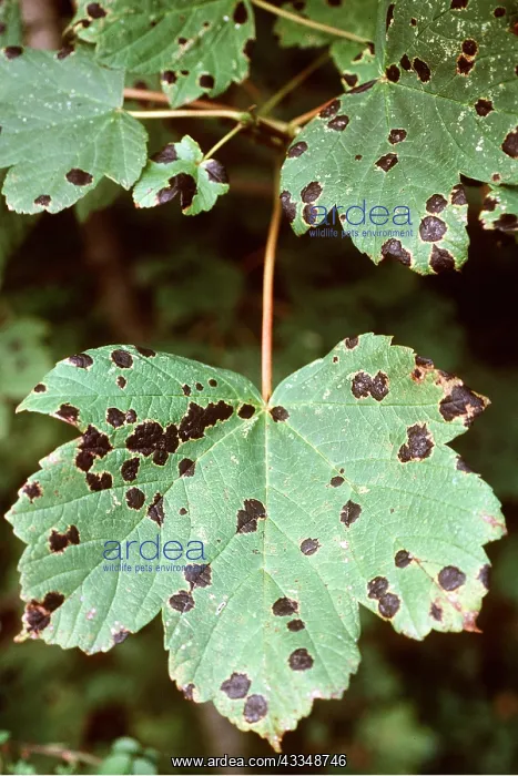 : DISEASE - Black Spot on Sycamore leaves : DISEASE - Black Spot on Sycamore leaves