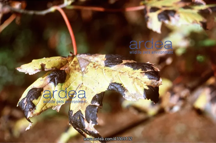 : DISEASE - Tar Spot on Sycamore : DISEASE - Tar Spot on Sycamore