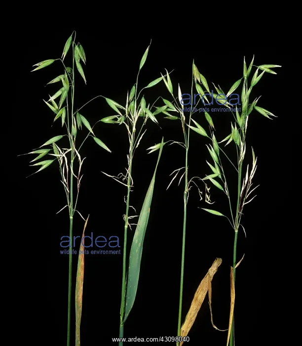 : Diseased oats : Diseased oats
