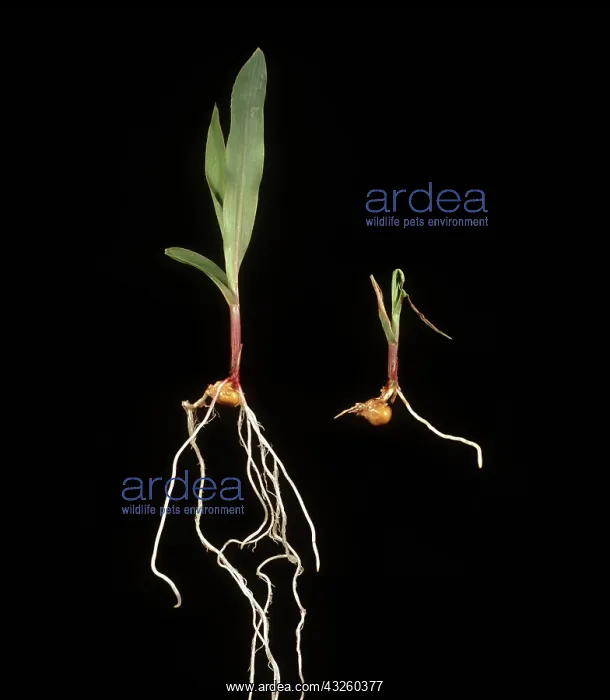 : Diseased vs Healthy Corn Seedling : Diseased vs Healthy Corn Seedling