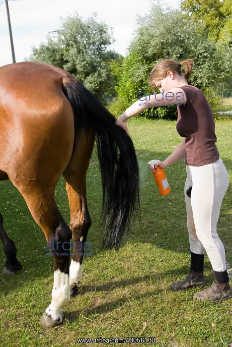 : Disentangling the tail of a horse France : Disentangling the tail of a horse France
