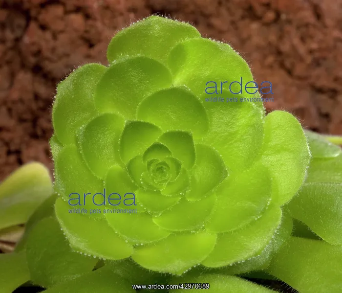 : Disk Houseleek : Disk Houseleek