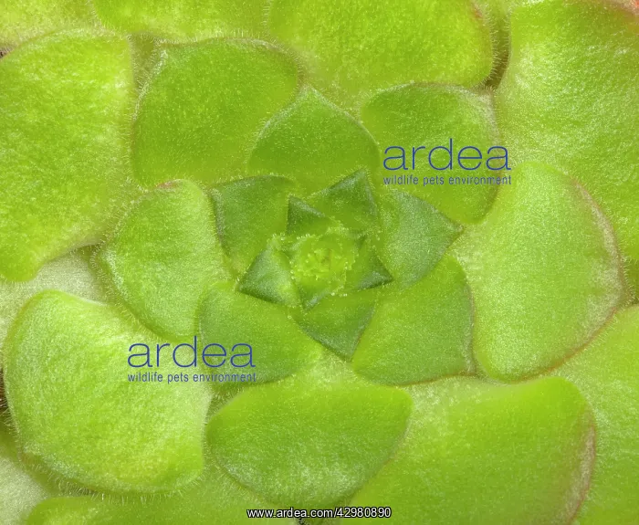 : Disk houseleek : Disk houseleek