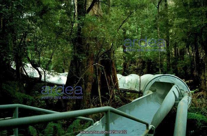 : Dismal Swamp, slide to the entrance of limestone : Dismal Swamp, slide to the entrance of limestone