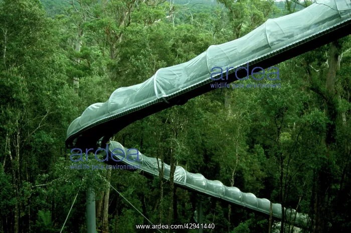 : Dismal Swamp, slide to the entrance of limestone : Dismal Swamp, slide to the entrance of limestone