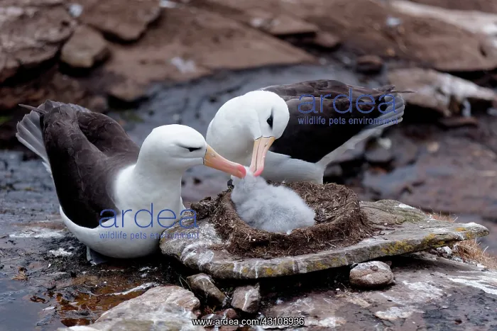 : Display of Black-browed Albatross when a parent : Display of Black-browed Albatross when a parent