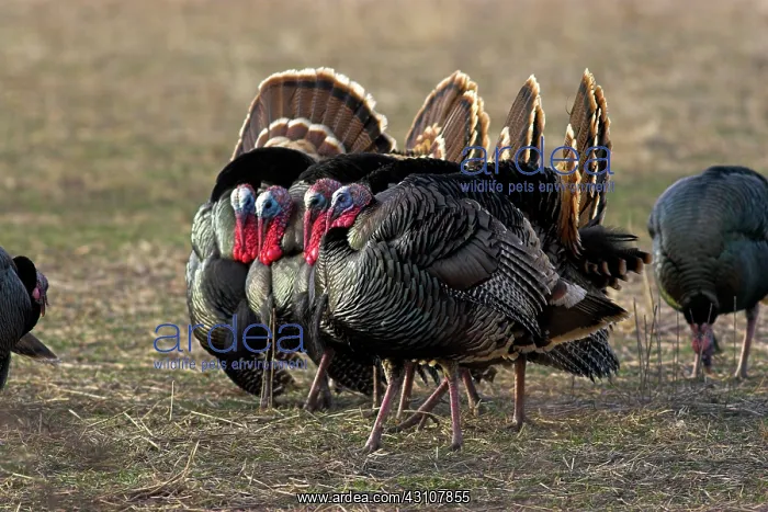 : Displaying wild turkey toms : Displaying wild turkey toms