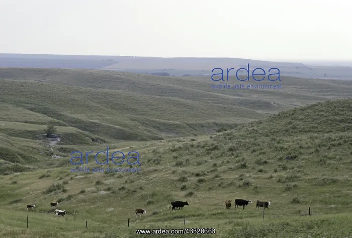 : Dissected Till Prairie, Kansas : Dissected Till Prairie, Kansas