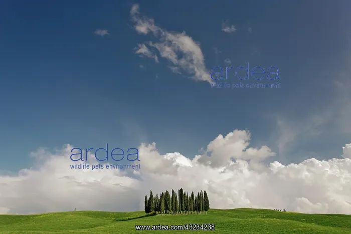 : Distinctive cypress trees in Tuscany region : Distinctive cypress trees in Tuscany region