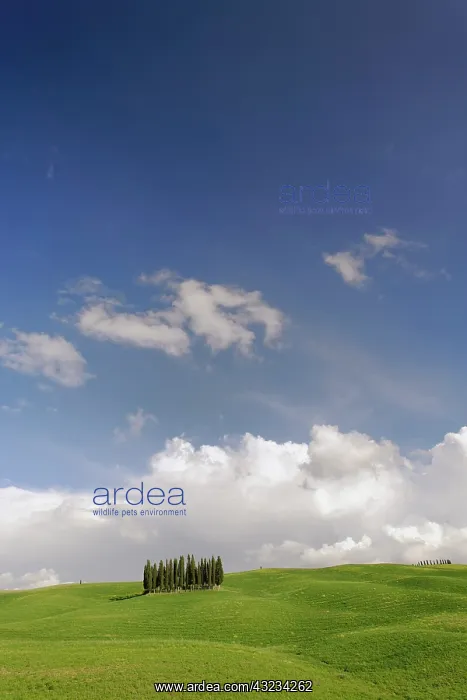 : Distinctive cypress trees in Tuscany region : Distinctive cypress trees in Tuscany region