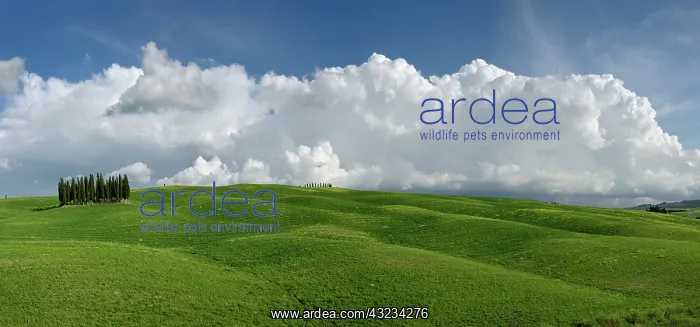 : Distinctive cypress trees in Tuscany region : Distinctive cypress trees in Tuscany region