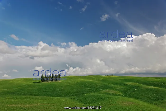 : Distinctive cypress trees in Tuscany region : Distinctive cypress trees in Tuscany region