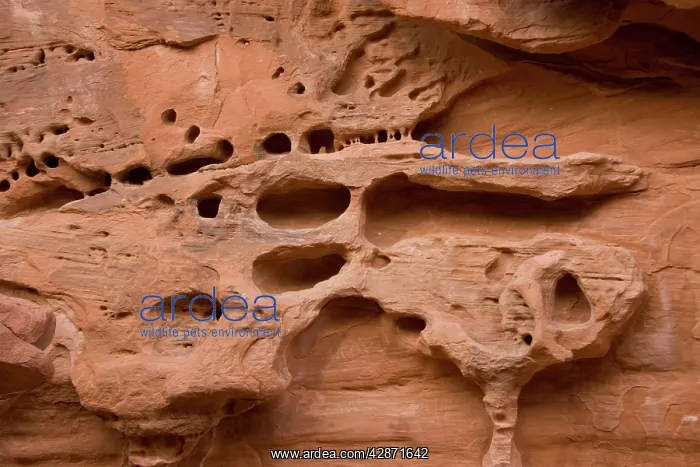 : Distinctive erosion patterns in sandstone cliff : Distinctive erosion patterns in sandstone cliff