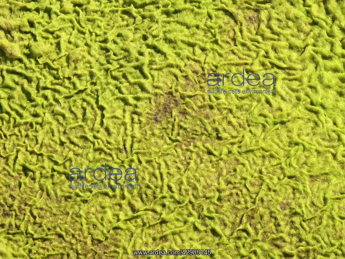 : Distinctive patterns in carpet of moss : Distinctive patterns in carpet of moss