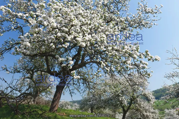 : Disused Apple Orchard - in blossom : Disused Apple Orchard - in blossom