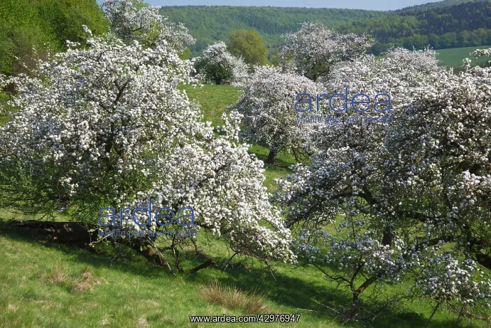 : Disused Apple Orchard - in blossom : Disused Apple Orchard - in blossom