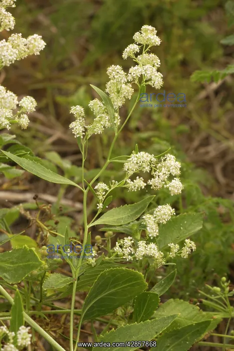 : Dittander (Lepidium latifolium). uncommon coastal plant in UK : Dittander (Lepidium latifolium). uncommon coastal plant in UK