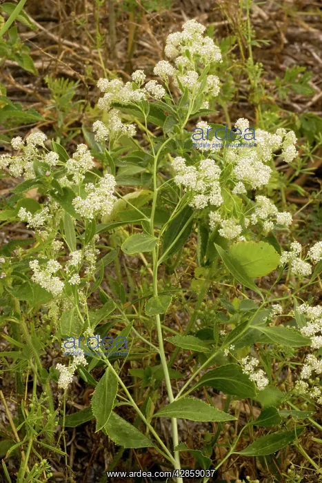 : Dittander (Lepidium latifolium). uncommon coastal plant in UK : Dittander (Lepidium latifolium). uncommon coastal plant in UK
