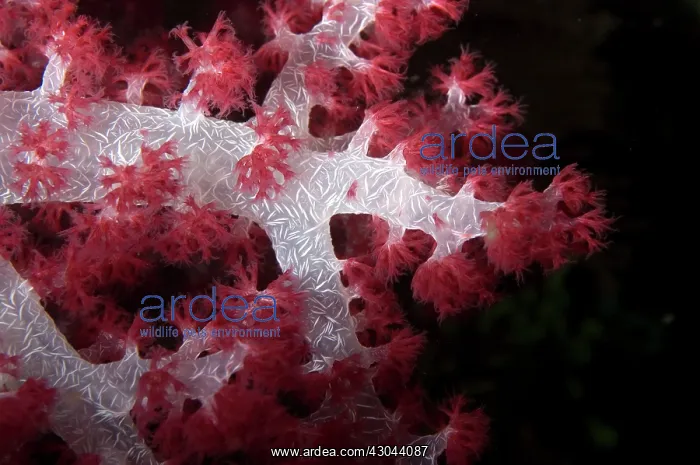  : Divaricate tree coral