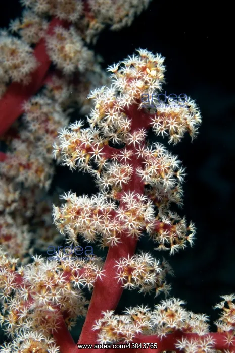  : Divaricate Tree Coral with white polyps