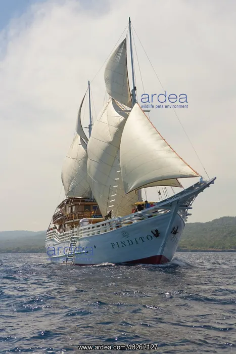 : Dive ship for tourists, Pindito, Komodo, Lesser : Dive ship for tourists, Pindito, Komodo, Lesser
