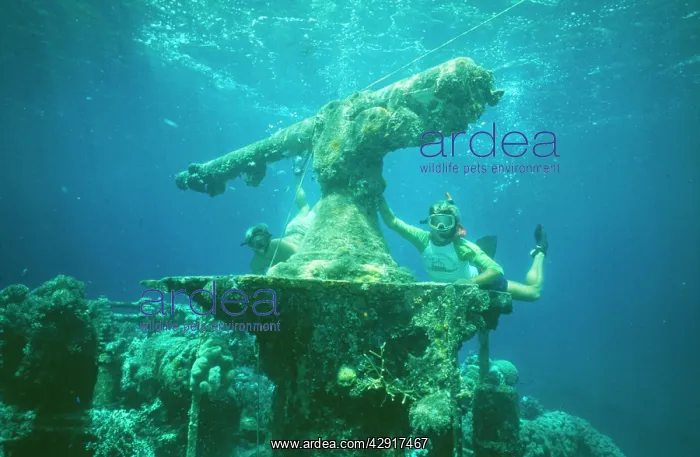 : Diver - approaching bow gun on wreck : Diver - approaching bow gun on wreck