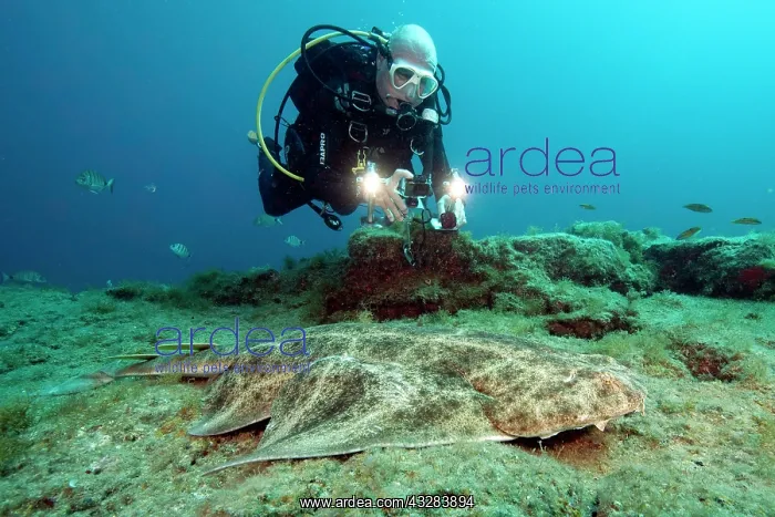 : Diver and Atlantic angelshark (Squatina squatina) : Diver and Atlantic angelshark (Squatina squatina)