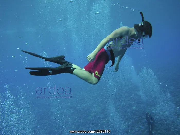 : Diver - Australian teenager Lockie Bursle snorkelling : Diver - Australian teenager Lockie Bursle snorkelling