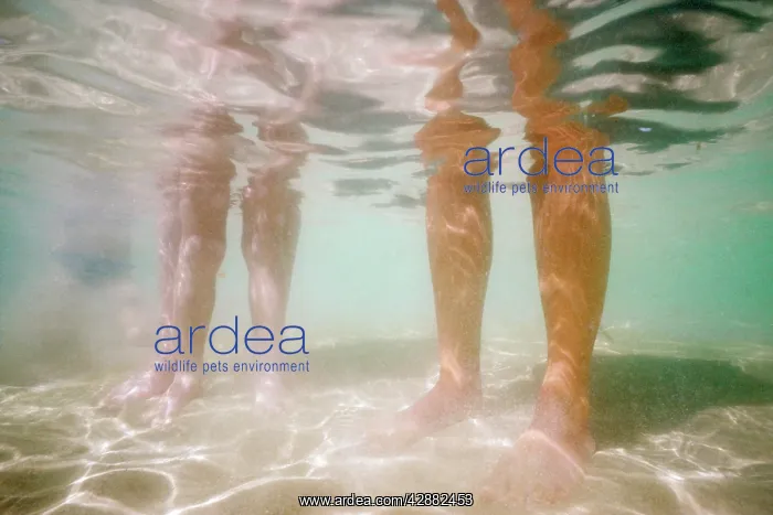 : DIVER-BATHER'S LEGS-SHARK VIEW : DIVER-BATHER'S LEGS-SHARK VIEW