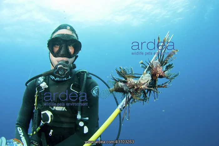 : Diver catching Lionfish : Diver catching Lionfish