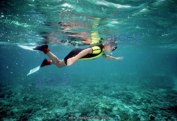 : DIVER - child snorkelling : DIVER - child snorkelling