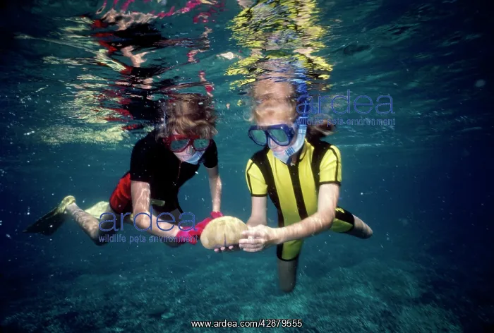 : DIVER - children snorkeling holding a Pincushion Starfish : DIVER - children snorkeling holding a Pincushion Starfish