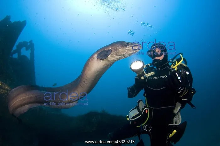 : Diver and Conger Eel (Conger conger), Interaction : Diver and Conger Eel (Conger conger), Interaction
