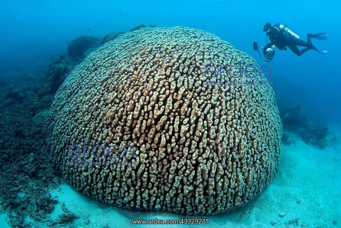 : Diver and Coral Massif, Australia, South Pacific : Diver and Coral Massif, Australia, South Pacific