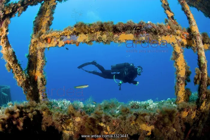 : Diver exploring the LST 349, a British Landing Ship Tank sun : Diver exploring the LST 349, a British Landing Ship Tank sun