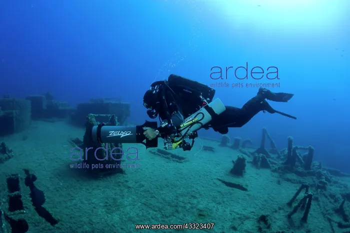 : Diver exploring with scooter the LST 349, a British Landing : Diver exploring with scooter the LST 349, a British Landing