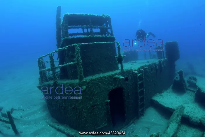 : Diver exploring with scooter the LST 349, a British Landing : Diver exploring with scooter the LST 349, a British Landing