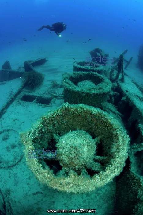 : Diver exploring the stern of the LST 349, a British Landing : Diver exploring the stern of the LST 349, a British Landing
