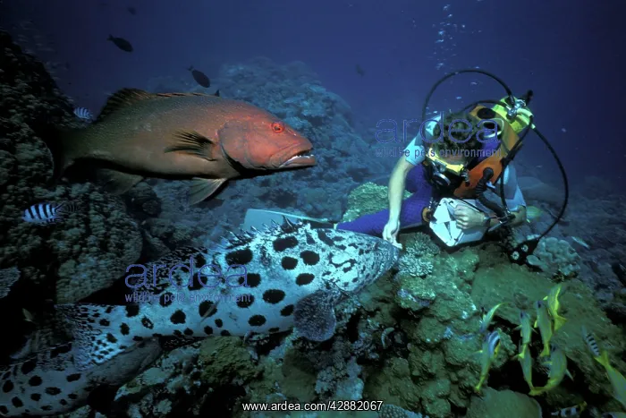 : Diver feeding Potato Cod & Coral trout (Plectropomus : Diver feeding Potato Cod & Coral trout (Plectropomus