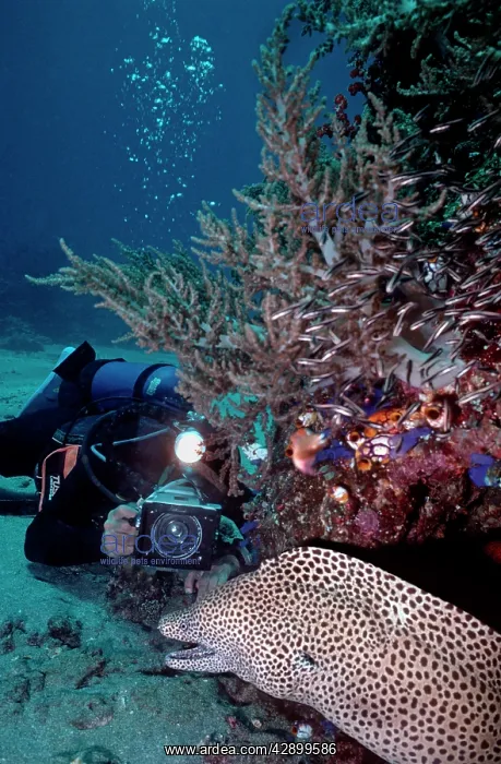 : Diver - filming Moray Eel : Diver - filming Moray Eel