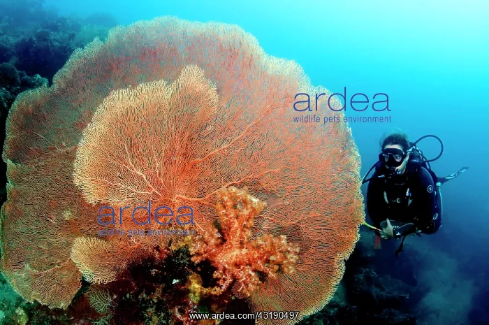 : Diver with giant fan gorgonian (Annella mollis) : Diver with giant fan gorgonian (Annella mollis)