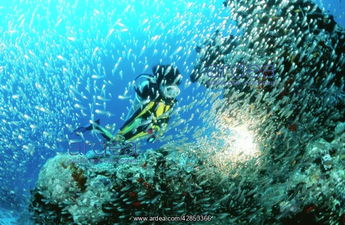 : Diver - with glassfish : Diver - with glassfish