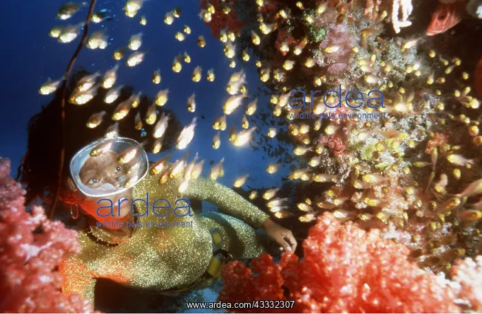 : Diver and Hatchetfish - and scuba diver : Diver and Hatchetfish - and scuba diver