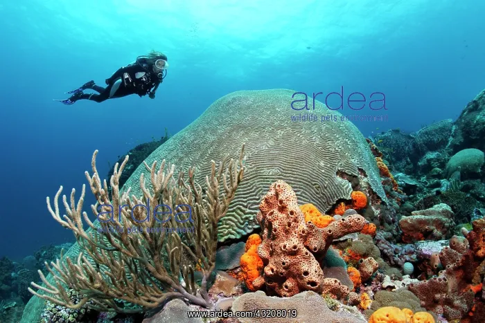 : Diver hovering above a coral reef, looking at a : Diver hovering above a coral reef, looking at a
